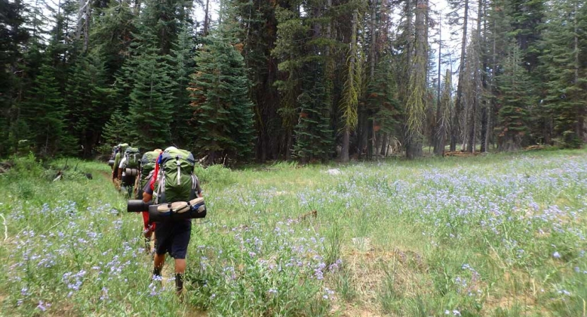 a group of backpackers make their way through a grassy field of wildflowers toward a line of evergreen trees